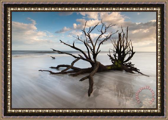 Collection 3 Charleston Botany Bay Driftwood Edisto Island Framed Painting