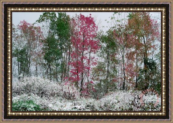 Collection 8 Early snow Framed Print