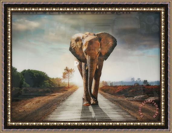 Collection Elephant 18 Framed Painting