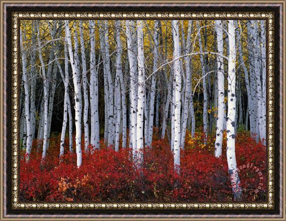 Collection Light in Forest Framed Painting