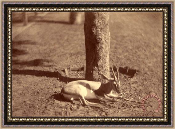 Despoineta (gazelle Lying Down Against a Tree) Framed Print