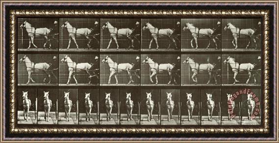 Eadweard J. Muybridge Walking, Sulky, Lightgray Mare, Katydid Framed Print