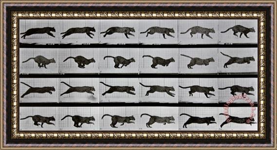 Eadweard Muybridge Cat Running Framed Print