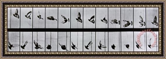 Eadweard Muybridge Flying Bird Framed Print