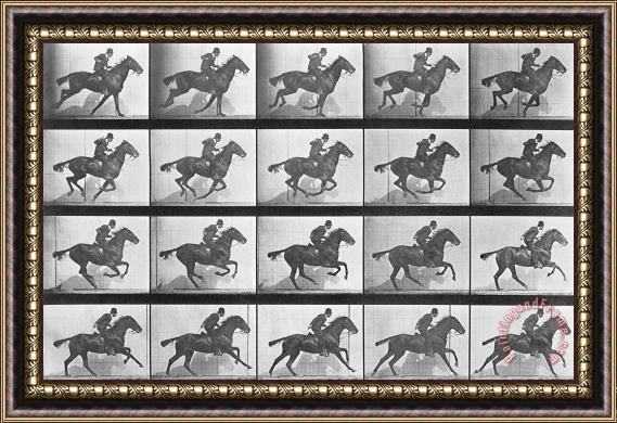 Eadweard Muybridge Galloping Horse Framed Print