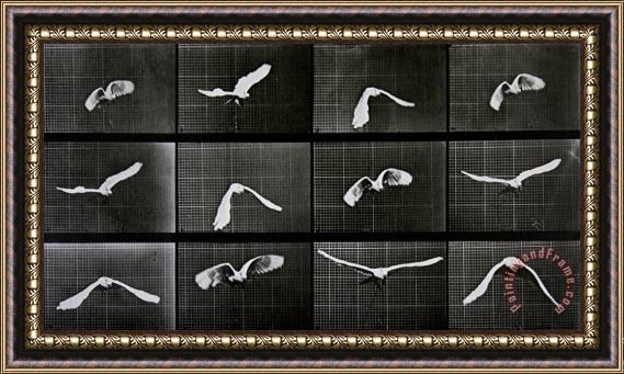 Eadwerd Muybridge Bird In Flight Framed Print