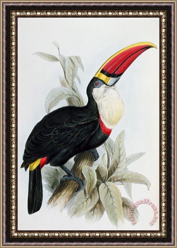 Edward Lear Red-billed Toucan Framed Print