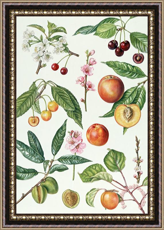 Elizabeth Rice Cherries and other fruit-bearing trees Framed Painting