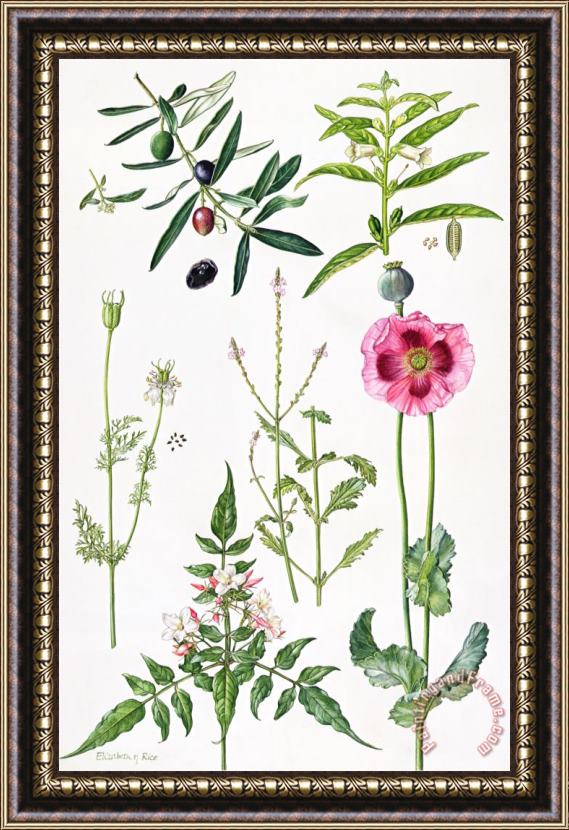  Elizabeth Rice Opium Poppy and other plants Framed Painting