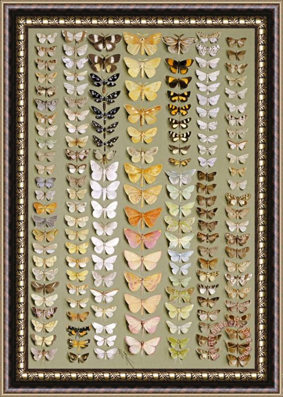 Ellis Rowan One Hundred And Fifty Eight Moths Framed Painting