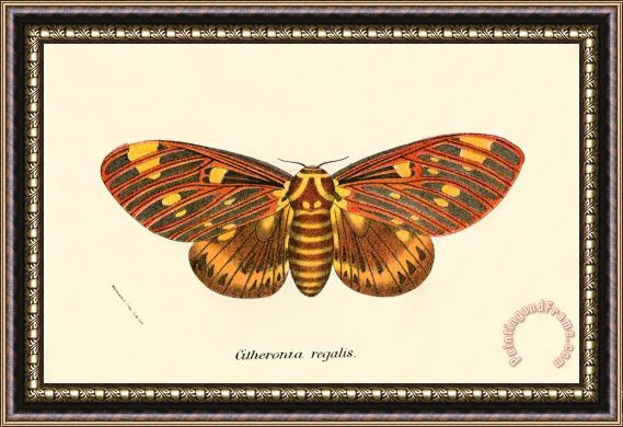 English School Butterflies Framed Print