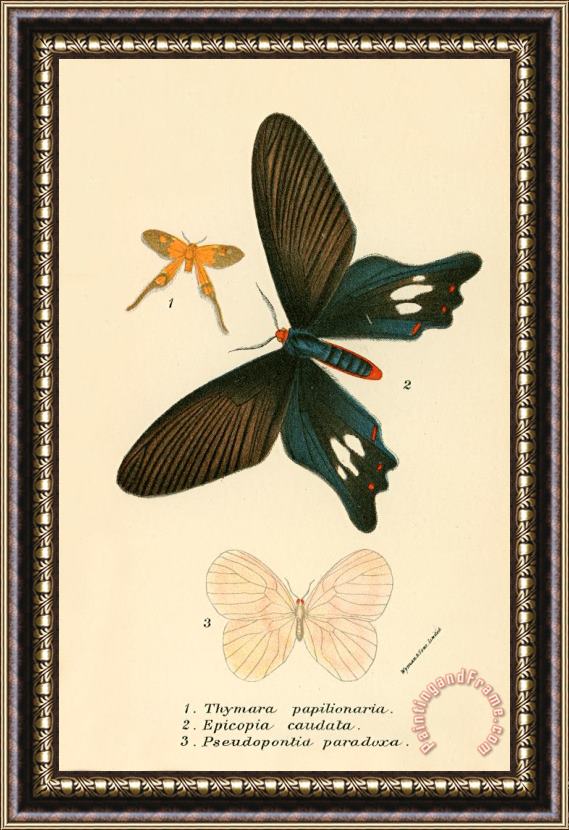 English School Butterflies Framed Print