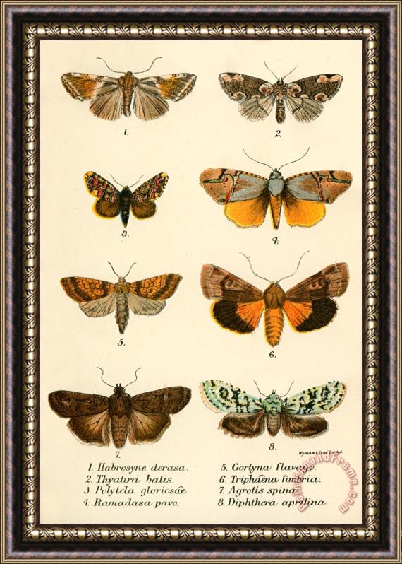 English School Butterflies Framed Painting