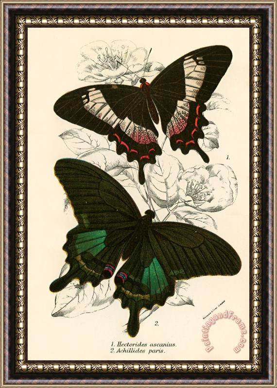 English School Butterflies Framed Painting