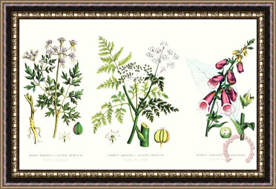 English School Common Poisonous Plants Framed Painting