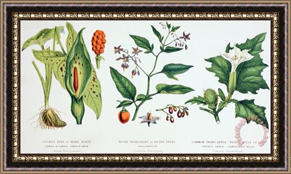 English School Common Poisonous Plants Framed Print