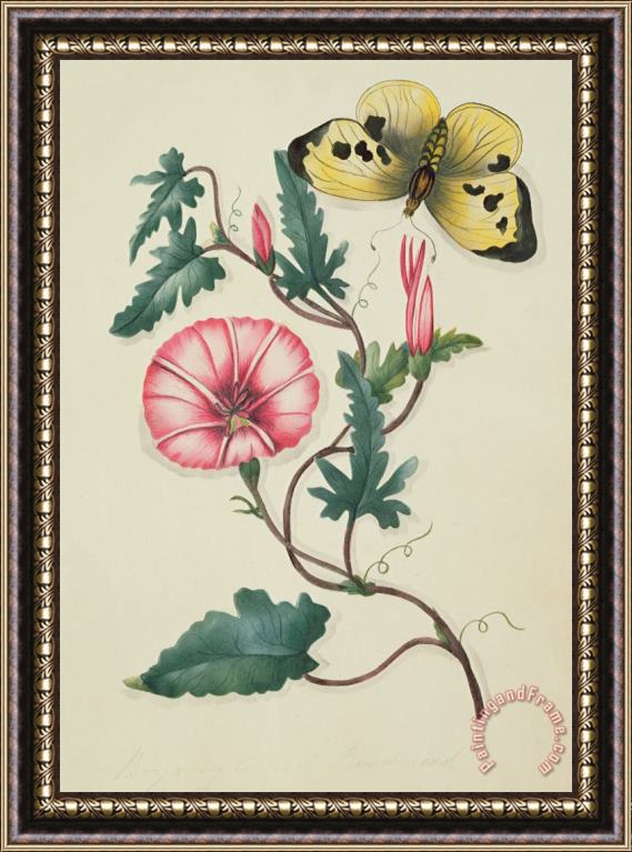 English School Convolvulus With Yellow Butterfly Framed Print