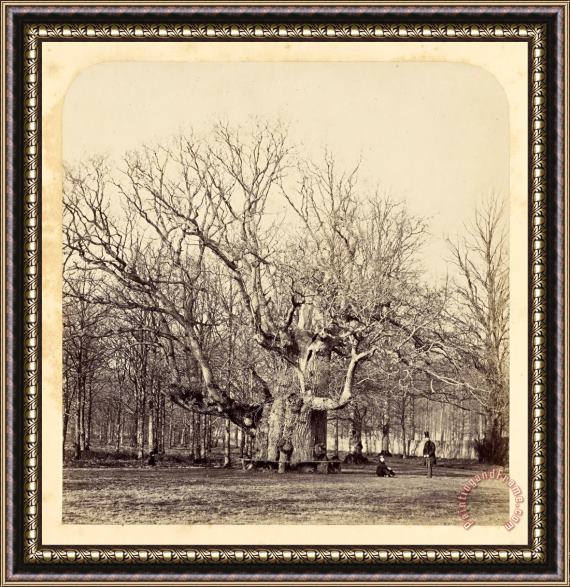 fourteenth earl of Caithness James Sinclair Old Pollard Oak at Forest Gate Framed Painting