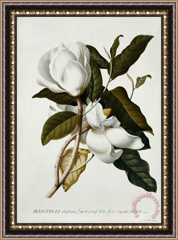 Georg Dionysius Ehret Magnolia Framed Print