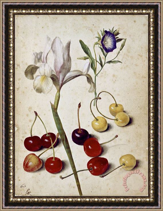 Georg Flegel Spanish Iris, Morning Glory, And Cherries Framed Painting