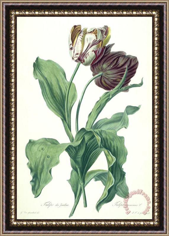 Gerard van Spaendonck Garden Tulip Framed Print