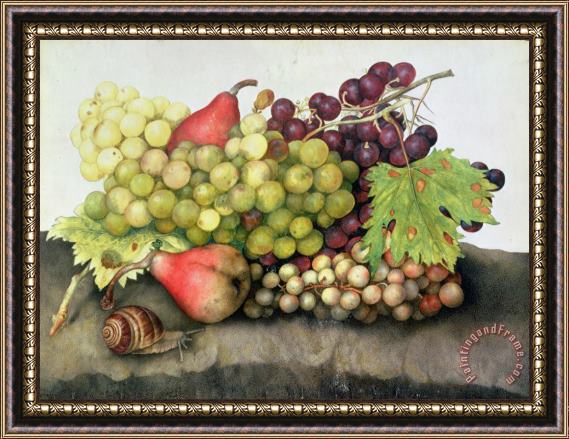 Giovanna Garzoni Snail with Grapes and Pears Framed Print