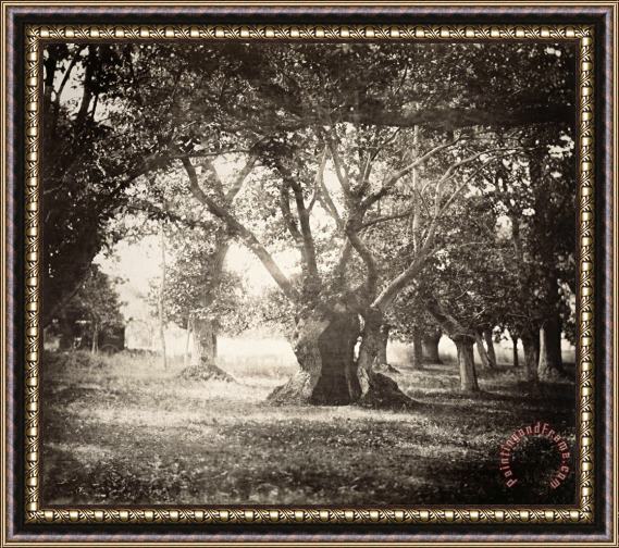 Gustave Le Gray Tree, Forest of Fontainebleau Framed Painting