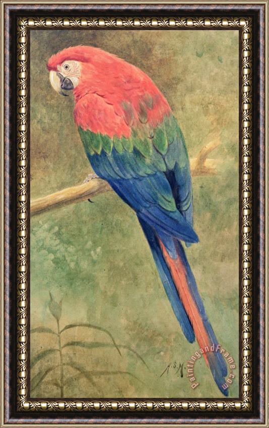 Henry Stacey Marks Red and Blue Macaw Framed Print
