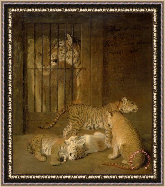 Jacques-Laurent Agasse Group of Whelps Bred Between a Lion And a Tigress Framed Painting