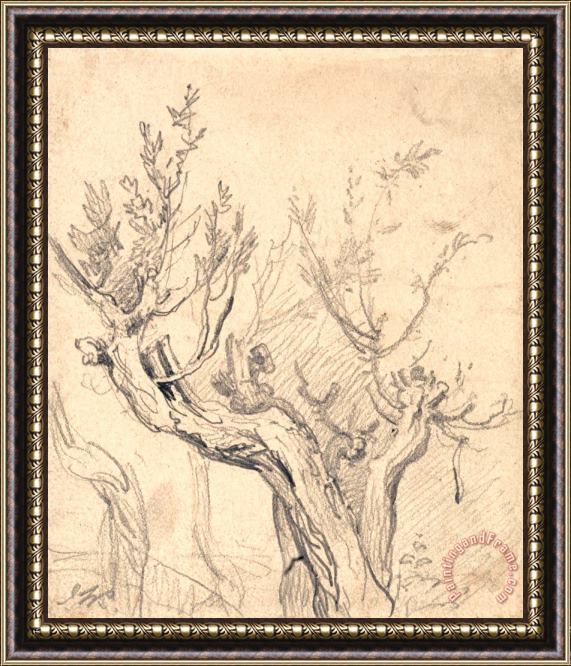 James Ward A Gnarled Tree Framed Print