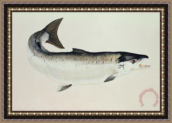 Jeanne Maze Salmon Framed Print
