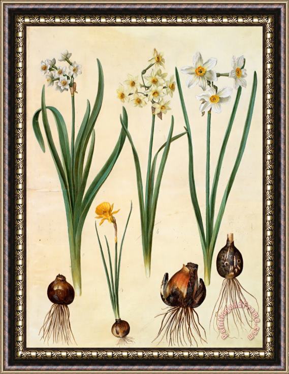 Johannes Simon Holtzbecher Narcissus Tazetta; Narcissus Orientalis; Corbularia Bulbocodium Framed Painting