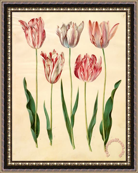 Johannes Simon Holtzbecher Tulipa Gesneriana Framed Print