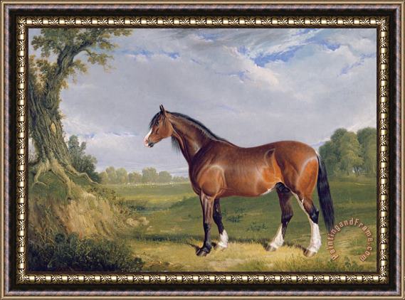 John Frederick Herring Snr A Clydesdale Stallion Framed Print