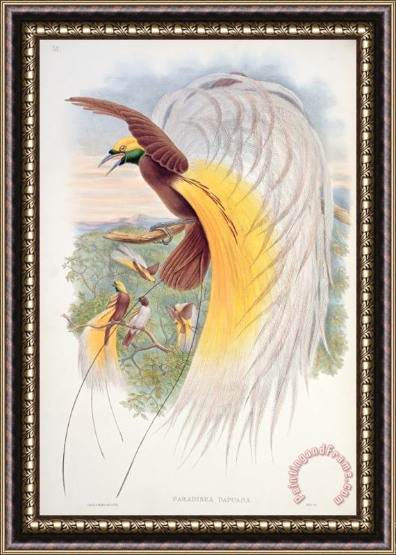 John Gould Bird Of Paradise Framed Painting