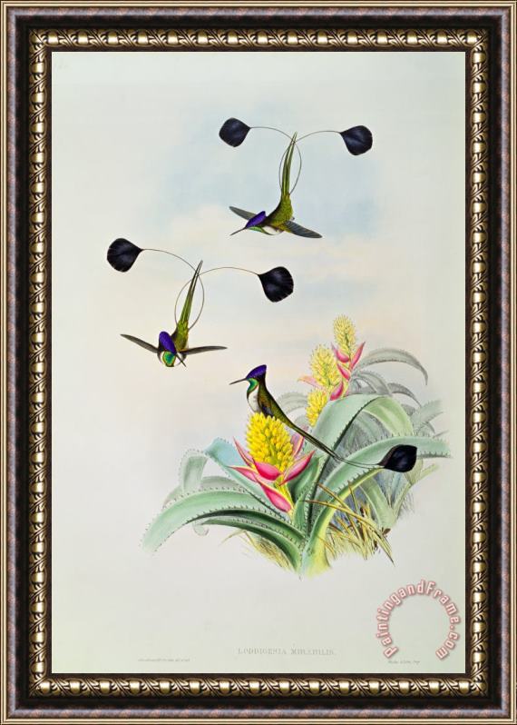 John Gould Hummingbird Framed Painting