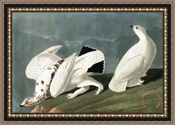 John James Audubon American Ptarmigan, Or White Tailed Grous Framed Painting