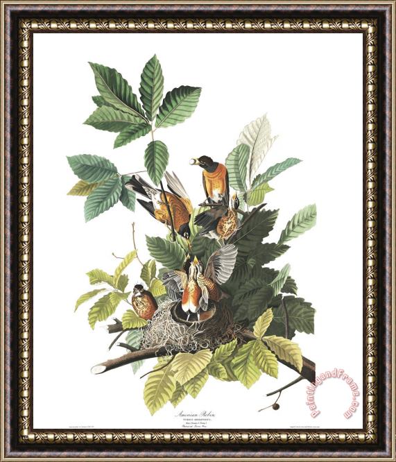 John James Audubon American Robin Framed Painting