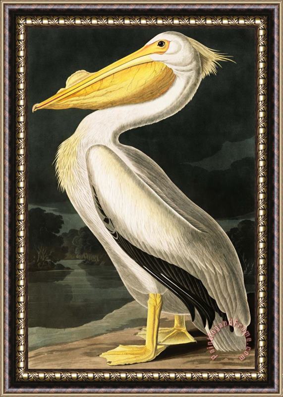 John James Audubon American White Pelican Framed Painting