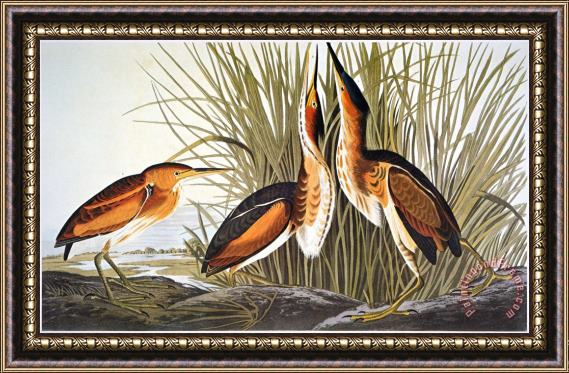 John James Audubon Audubon Bittern Framed Print