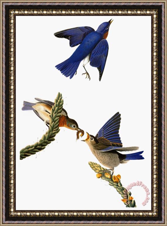 John James Audubon Audubon Bluebird Framed Painting