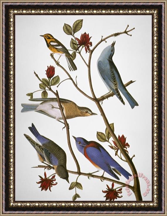John James Audubon Audubon Bluebirds Framed Print