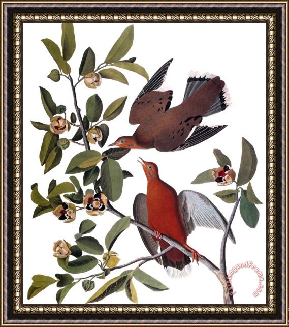 John James Audubon Audubon Dove 1827 38 Framed Print
