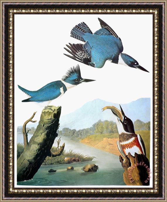 John James Audubon Audubon Kingfisher Framed Print
