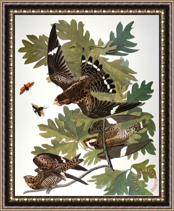 John James Audubon Audubon Nighthawk Framed Painting