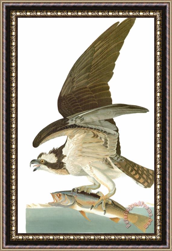 John James Audubon Audubon Osprey Framed Print
