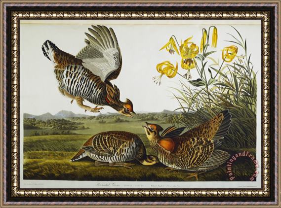 John James Audubon Audubon Pinnated Grouse Greater Prairie Chicken Framed Painting