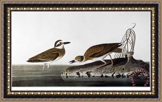 John James Audubon Audubon Plover 1827 38 Framed Print
