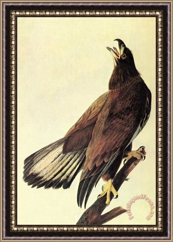 John James Audubon Bald Eagle Framed Print