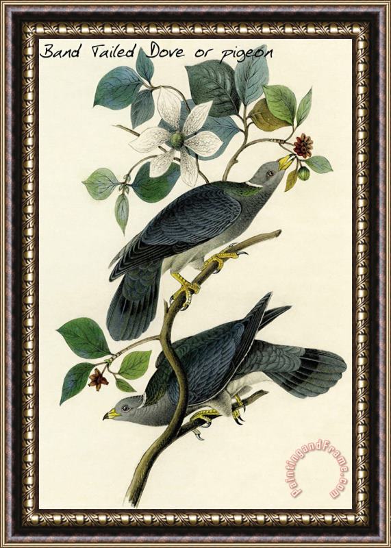 John James Audubon Band Tailed Dove Or Pigeon Framed Print